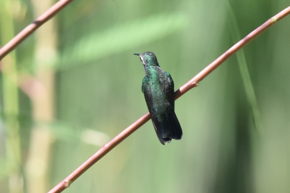 Broad-billed Hummingbird - Caleb Strand