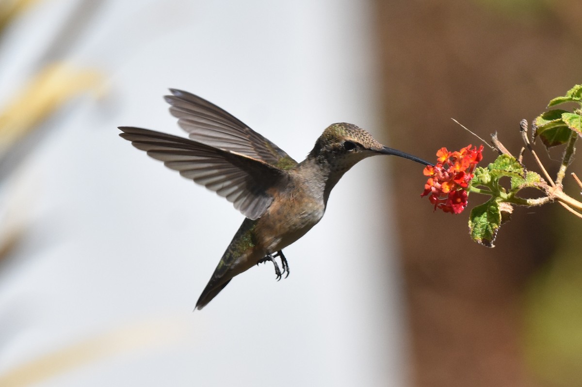 Black-chinned Hummingbird - Caleb Strand
