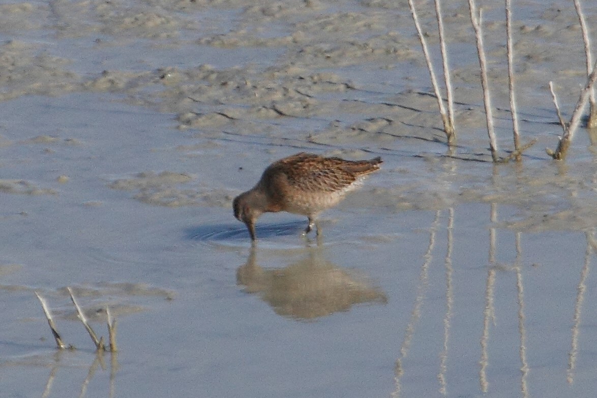 Short-billed Dowitcher - Rob Lowry