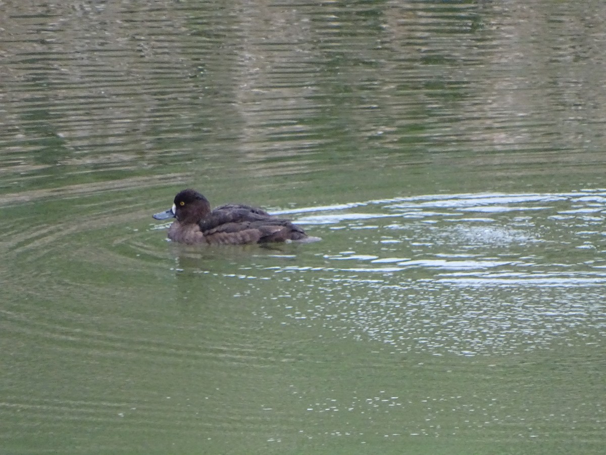Greater Scaup - David Russell