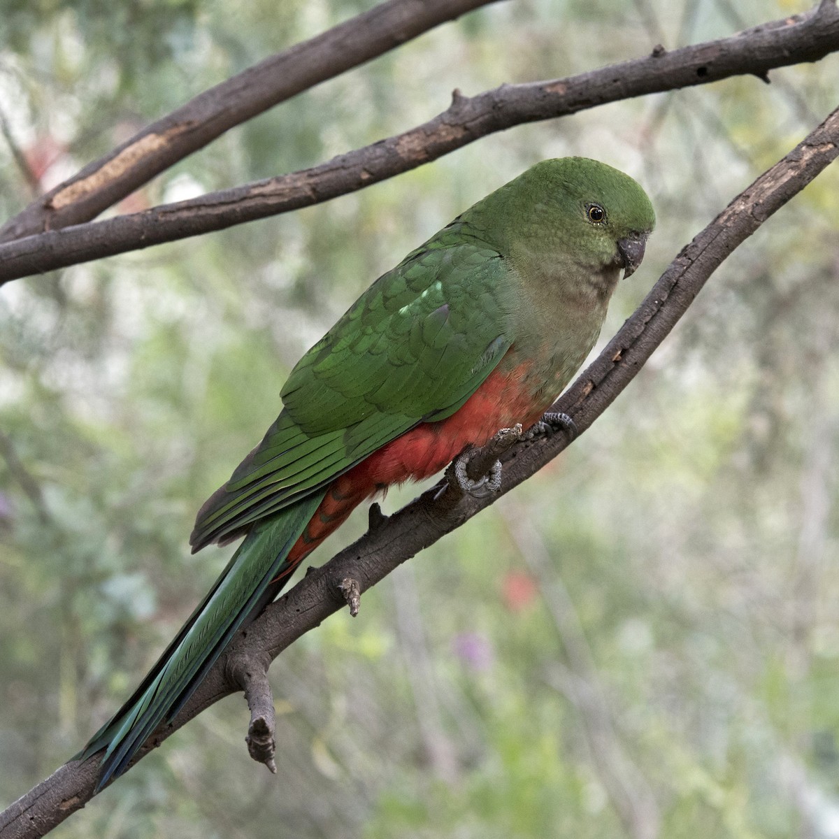 Australian King-Parrot - ML266482241