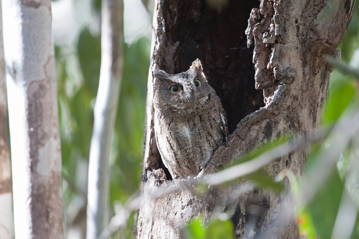 Madagascar Scops-Owl (Torotoroka) - ML266483711