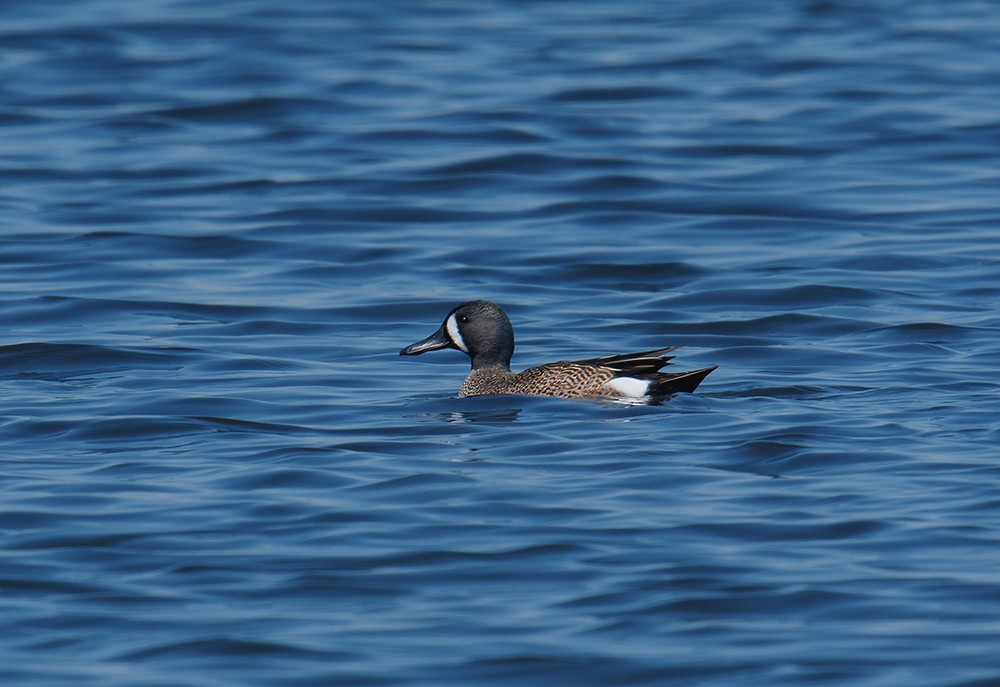 Blue-winged Teal - ML26648571
