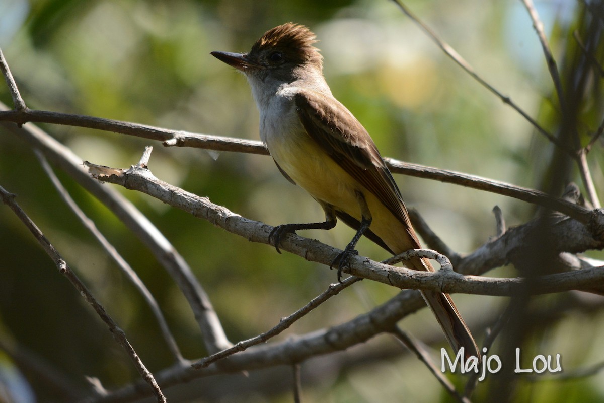 Brown-crested Flycatcher - Maria Jose Lou