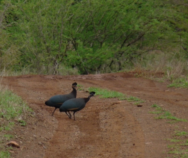 Southern Crested Guineafowl - ML266488431
