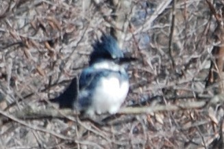 Belted Kingfisher - ML26648951