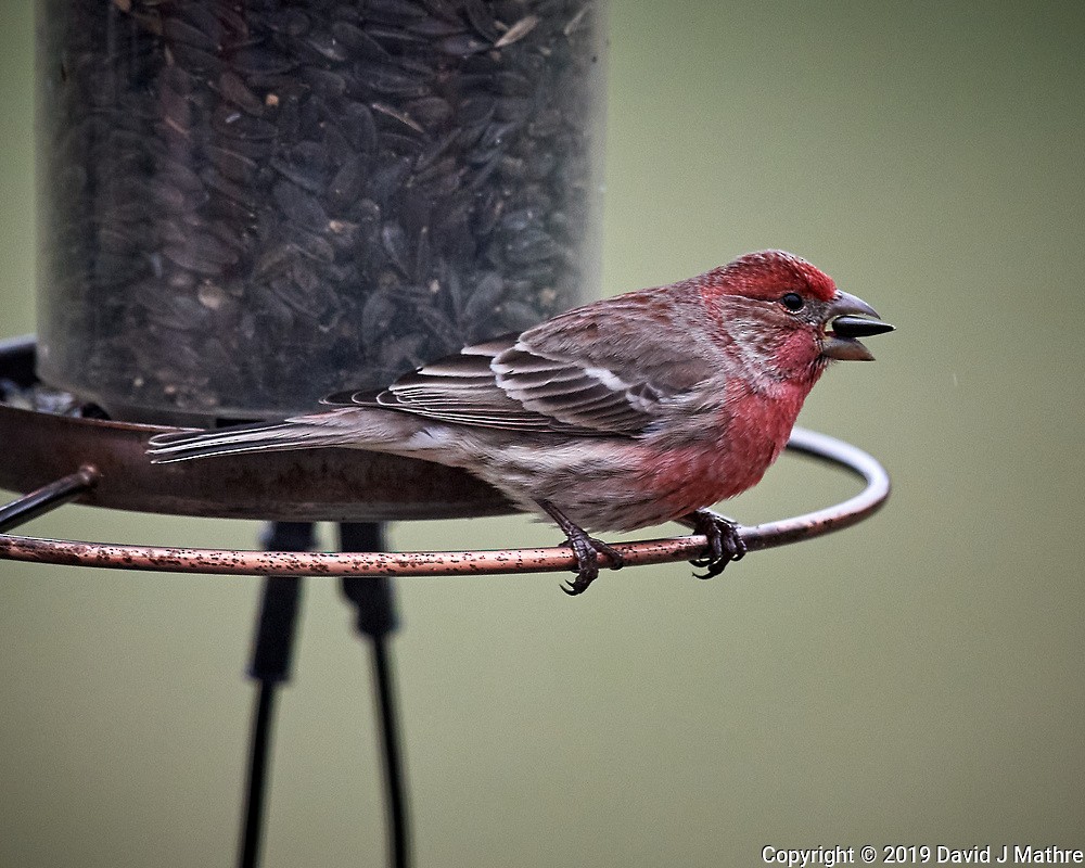 eBird Checklist - 5 Apr 2019 - 01 New Jersey, Skillman, home - 1 species