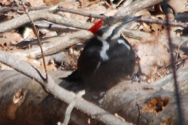 Pileated Woodpecker - ML26649151
