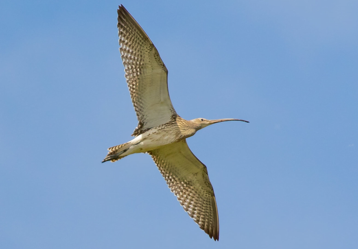 Eurasian Curlew - Nepal Important  Bird Records
