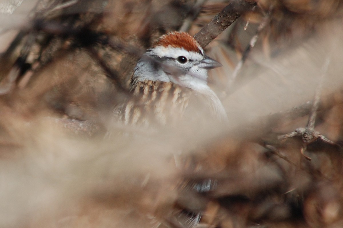 Chipping Sparrow - ML26649211