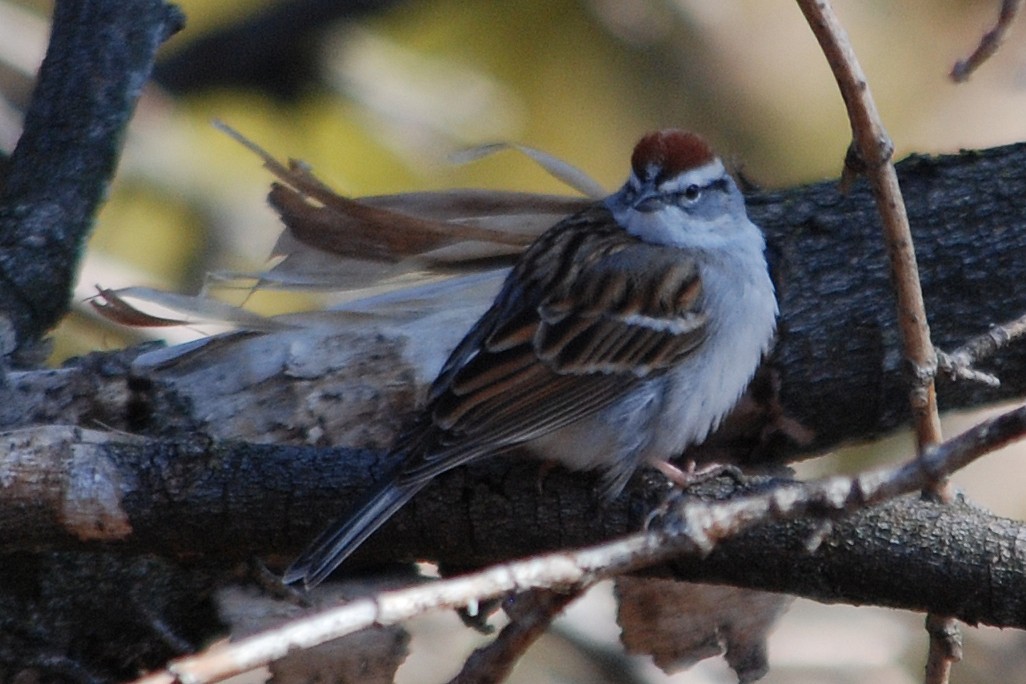 Chipping Sparrow - Larry Clarfeld
