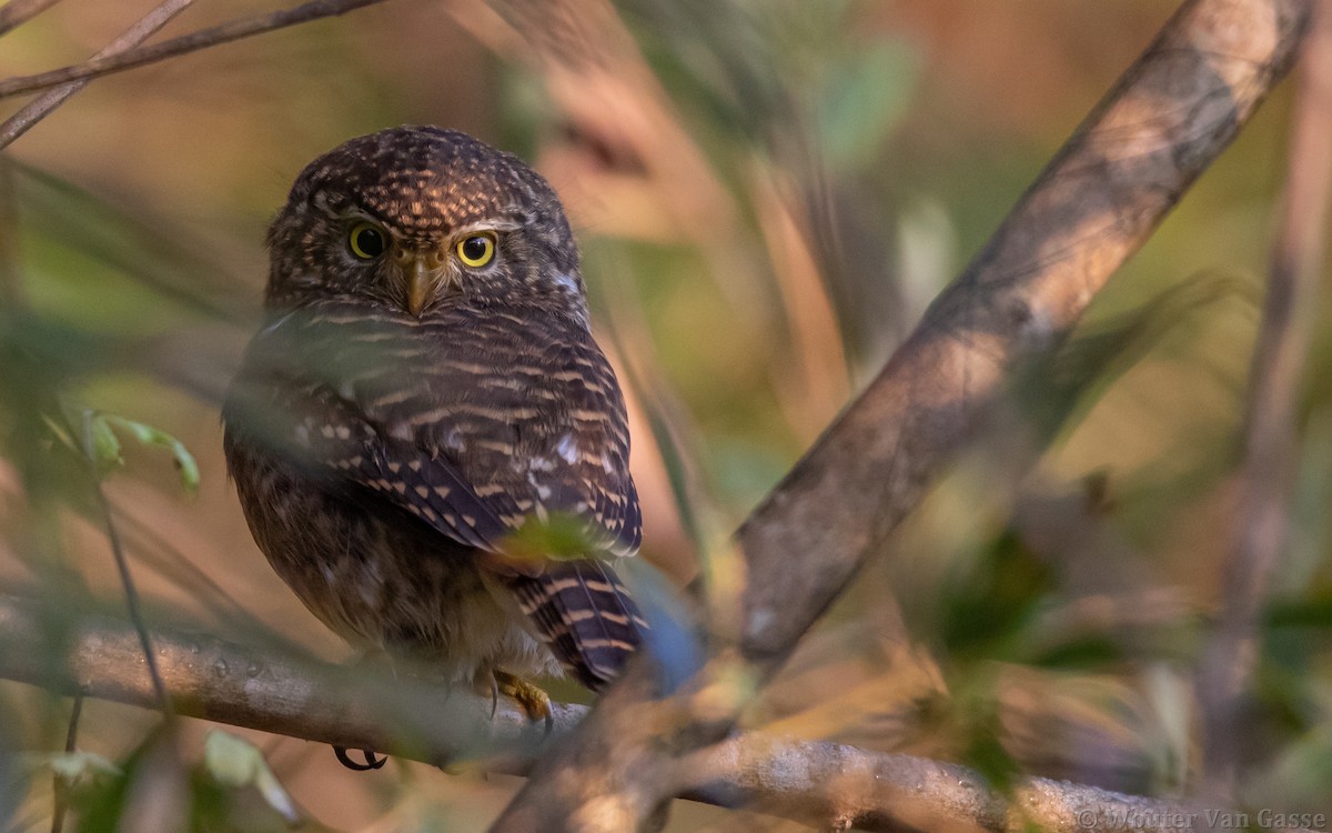 Collared Owlet - ML266493061
