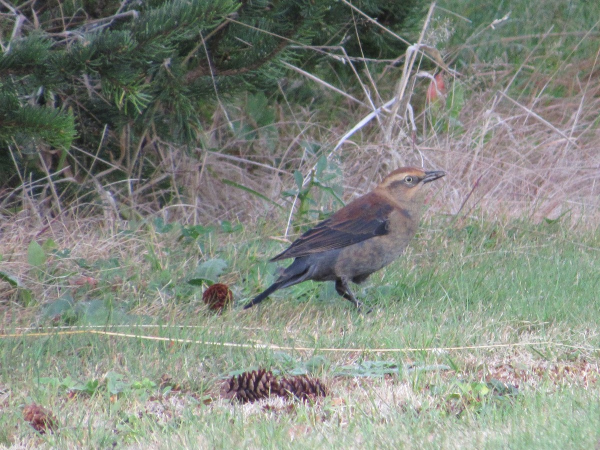 Rusty Blackbird - Nova Scotia Bird Records