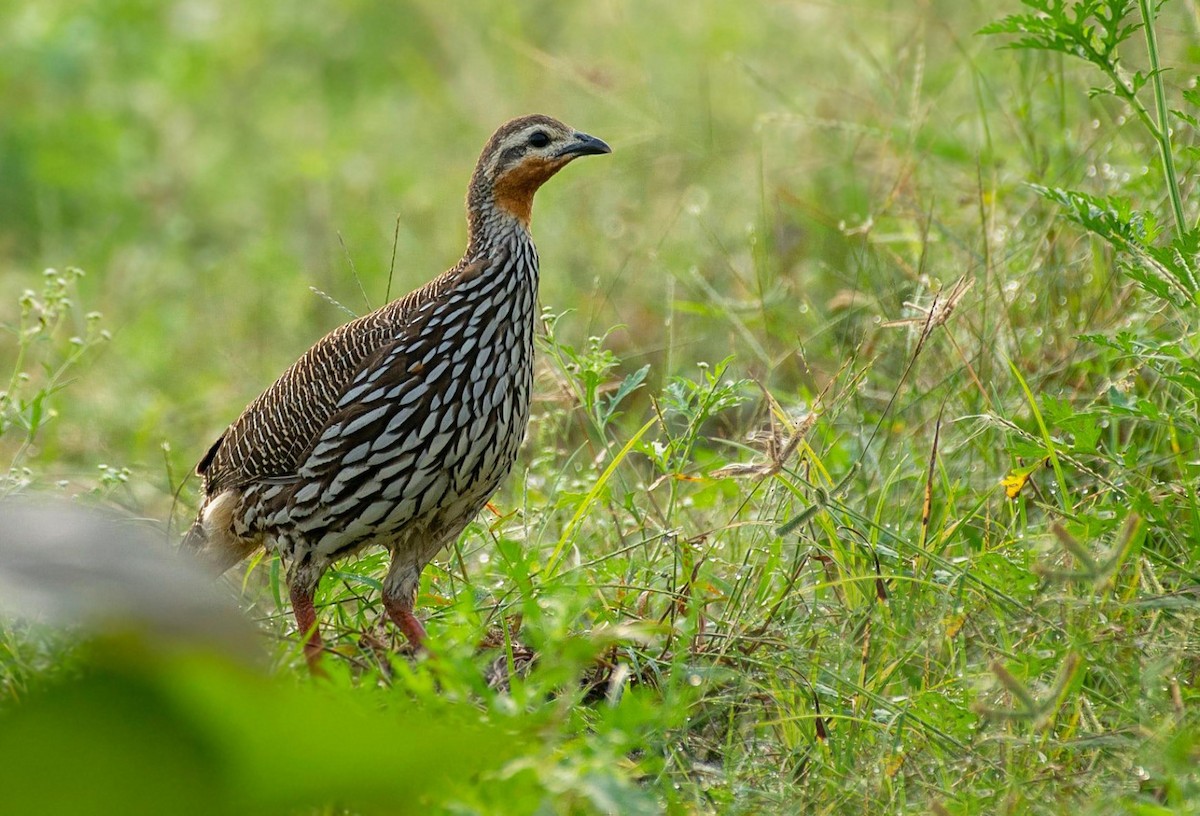 Swamp Francolin - Nepal Important  Bird Records