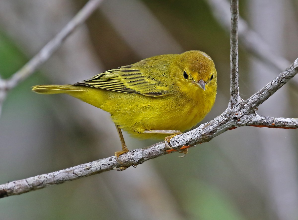 Yellow Warbler (Mangrove) - ML266496251