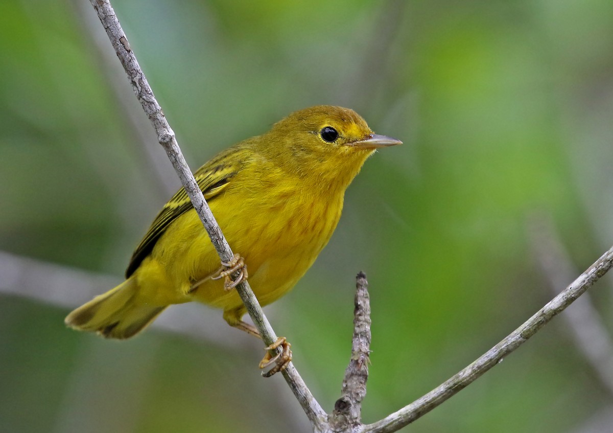 Yellow Warbler (Mangrove) - Roger Ahlman