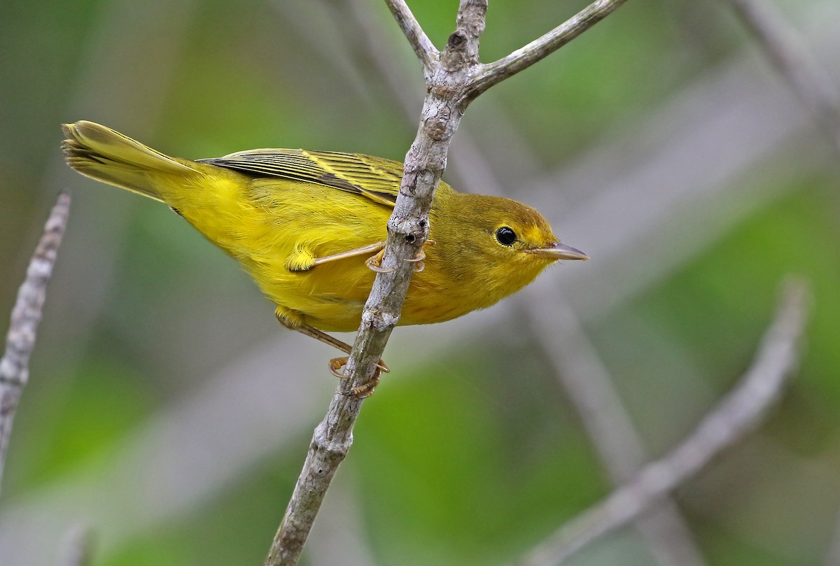 Yellow Warbler (Mangrove) - ML266496281
