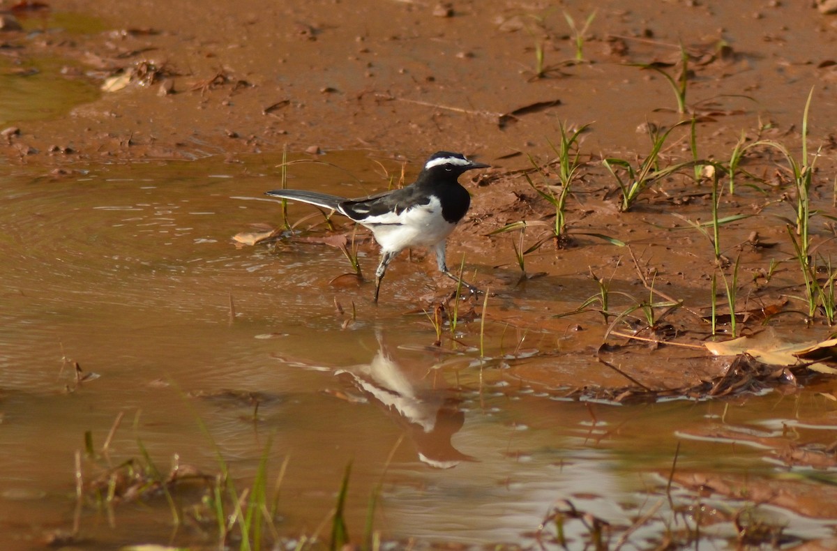 White-browed Wagtail - ML266497061