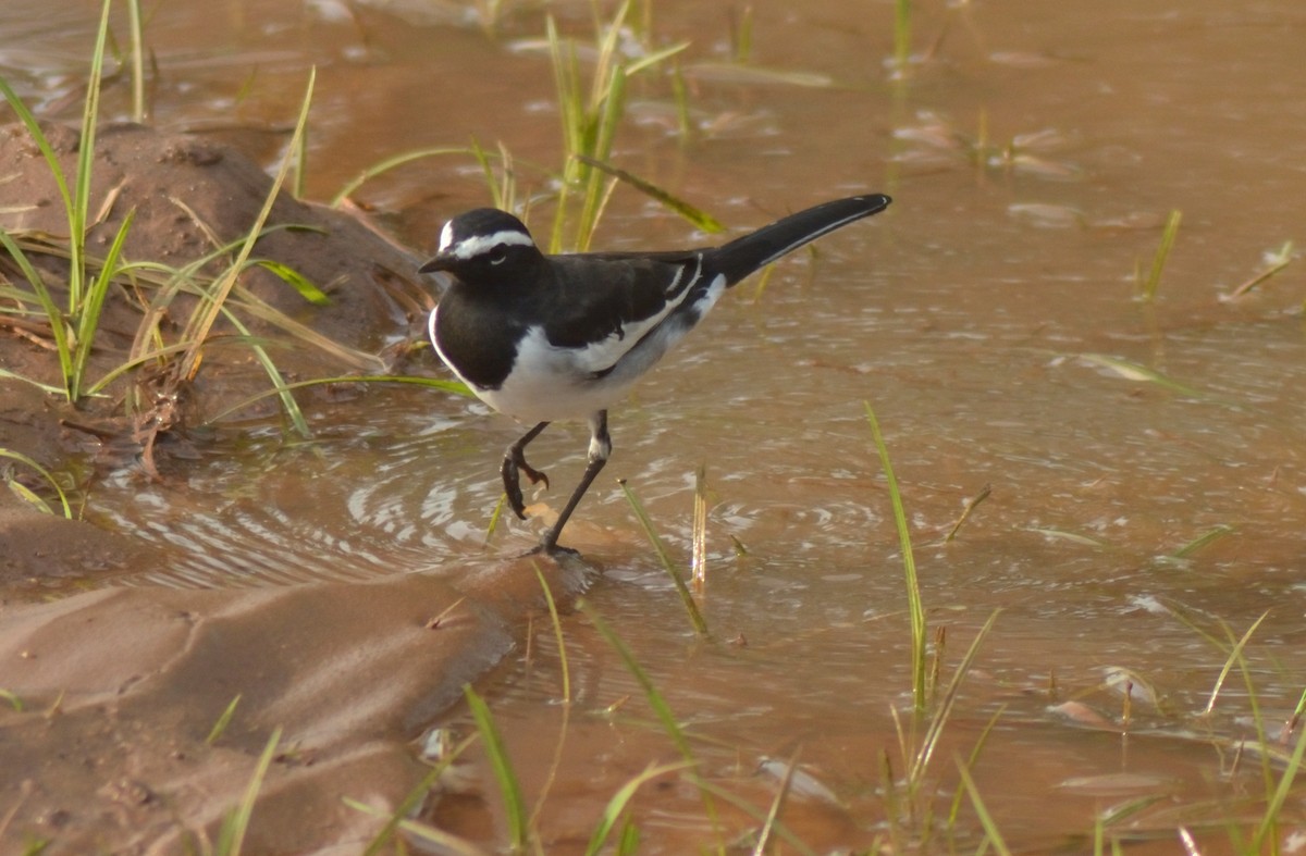 White-browed Wagtail - ML266497071