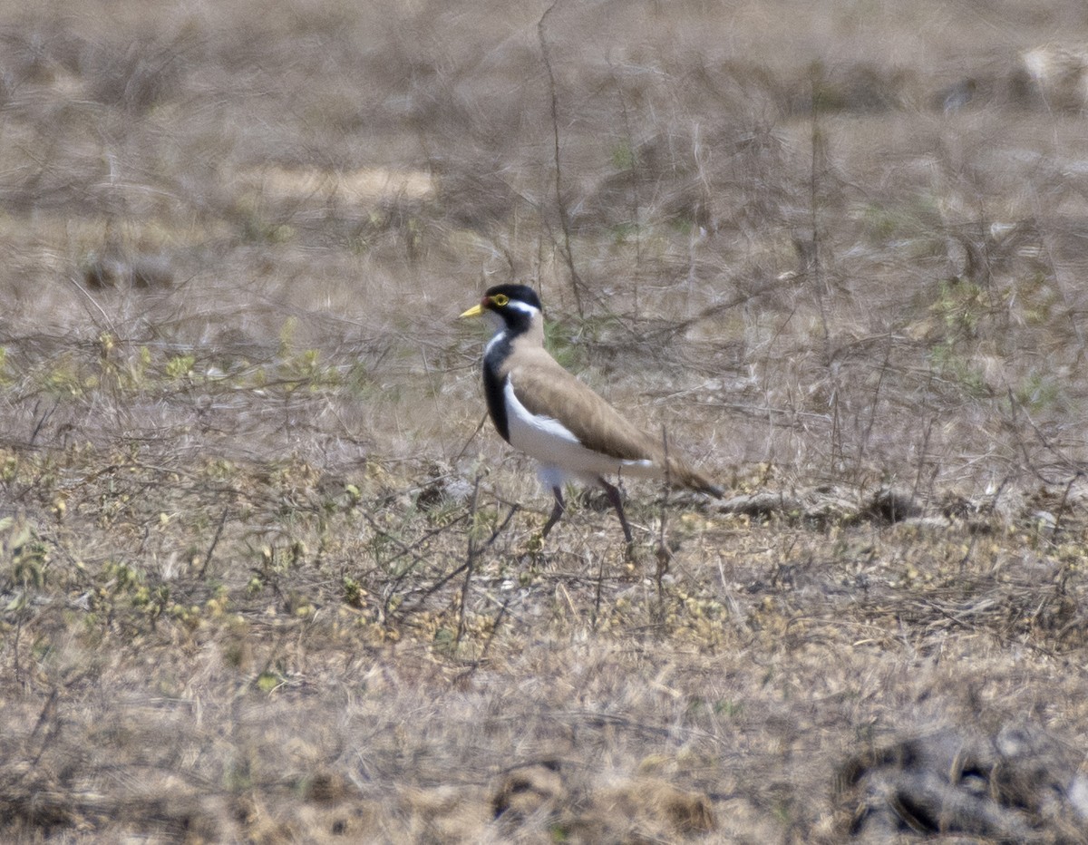 Banded Lapwing - ML266498181