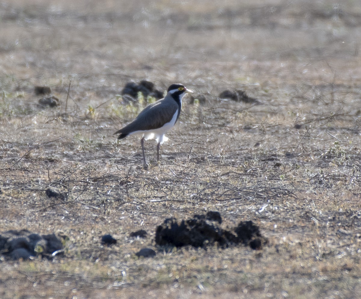 Banded Lapwing - ML266498191