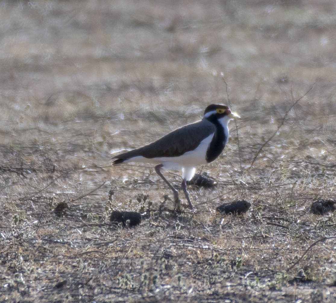 Banded Lapwing - ML266498211