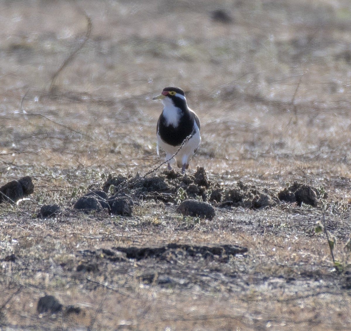 Banded Lapwing - ML266498221