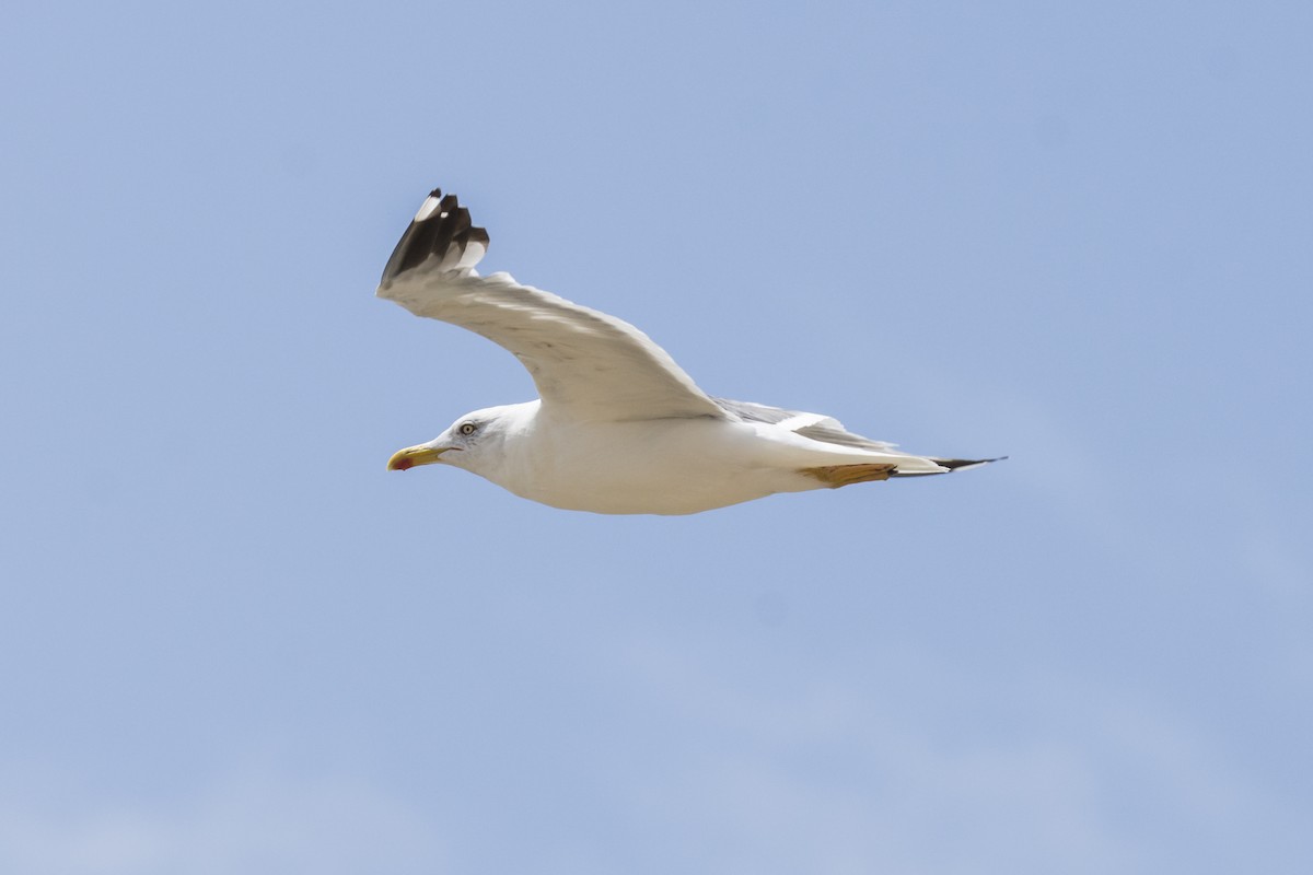 Yellow-legged Gull - Fátima Garrido Ceacero