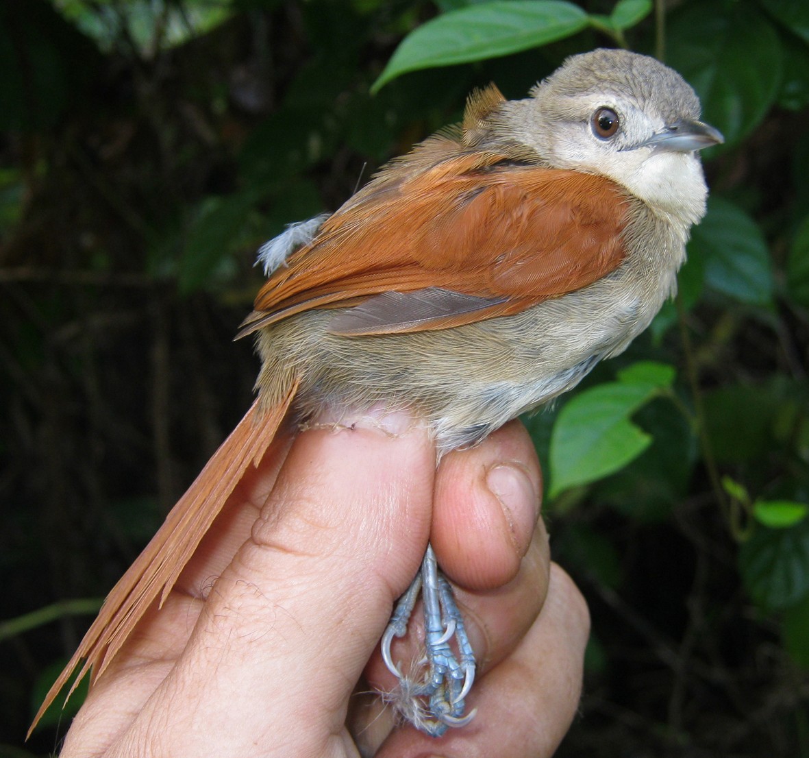 Plain-crowned Spinetail - ML266504631