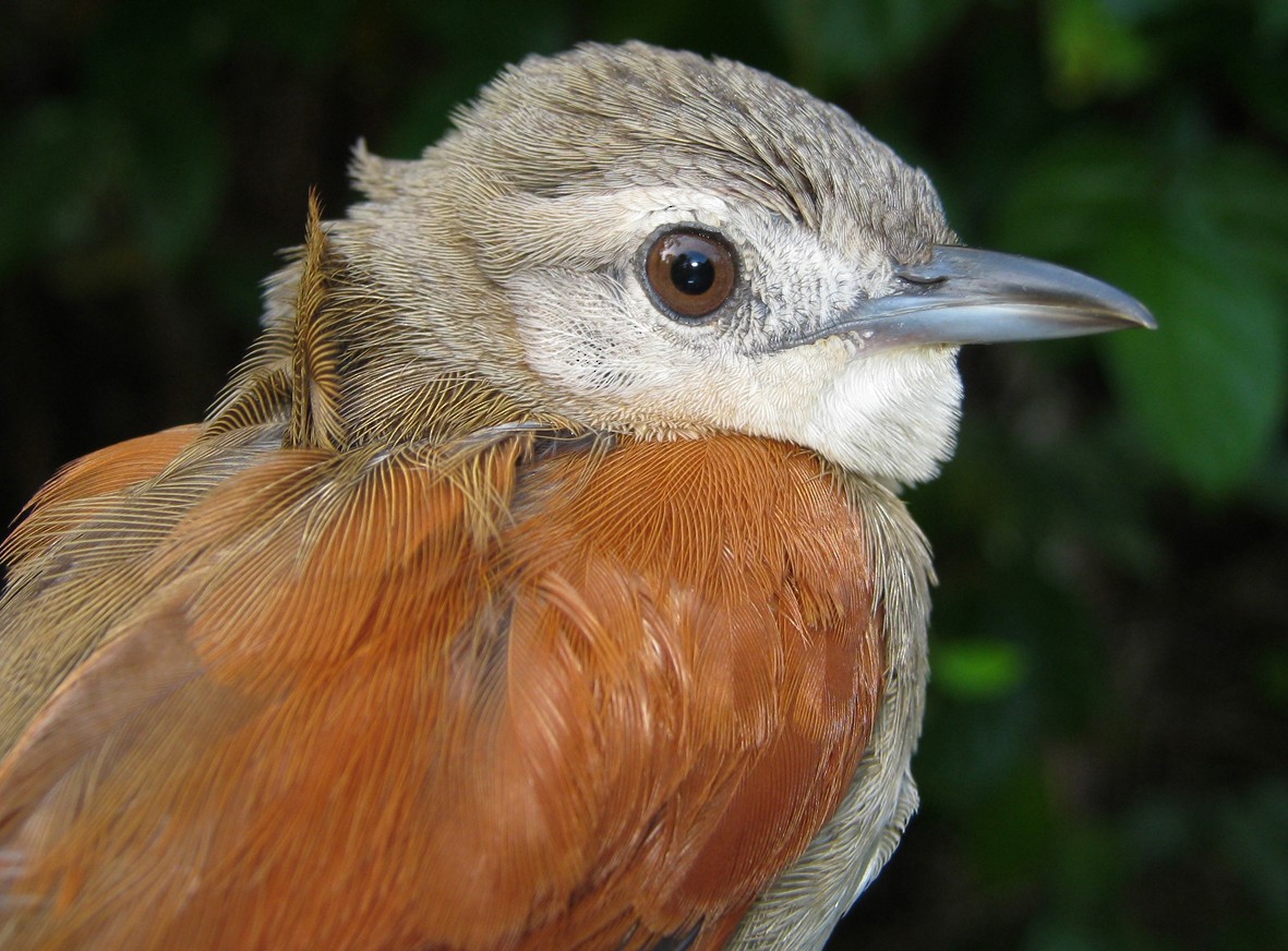 Plain-crowned Spinetail - ML266504671