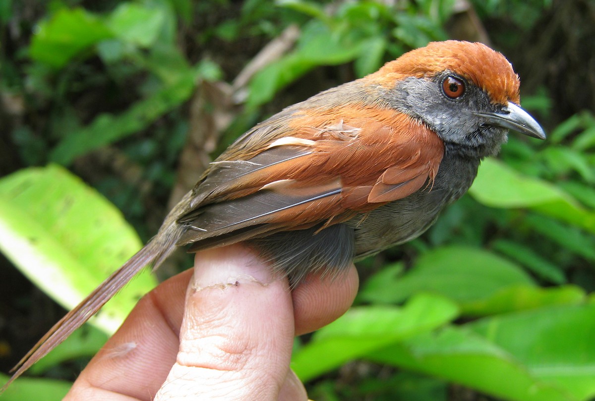 McConnell's Spinetail - ML266505241
