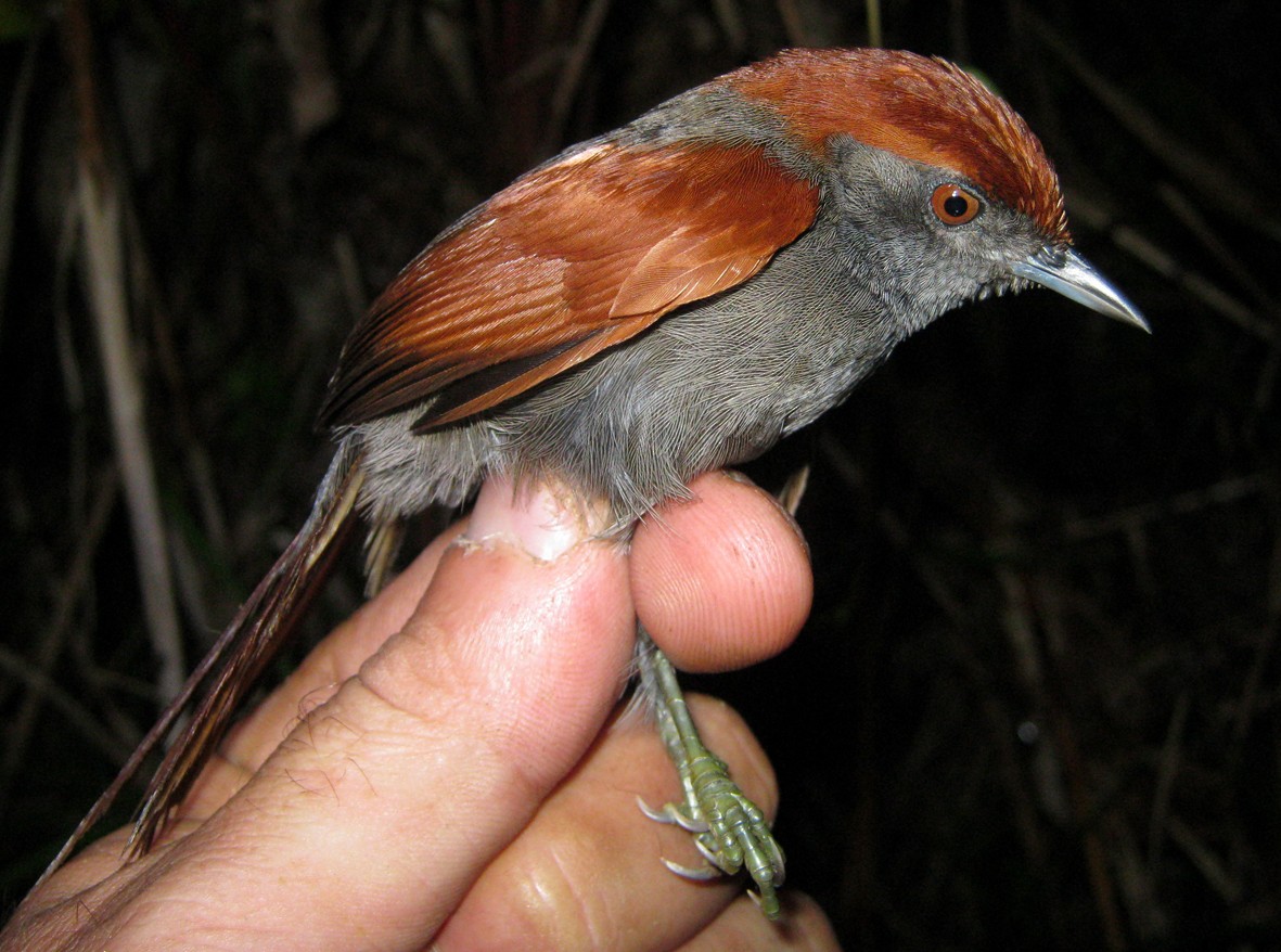 McConnell's Spinetail - ML266505271