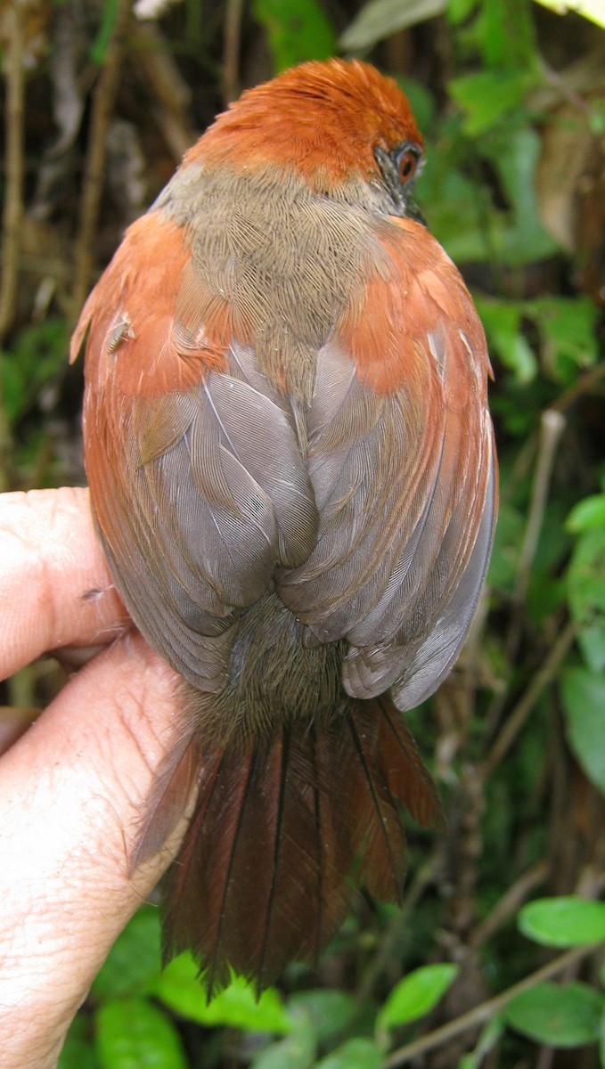 McConnell's Spinetail - ML266505291
