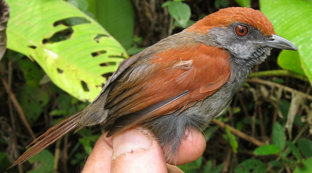McConnell's Spinetail - ML266505321