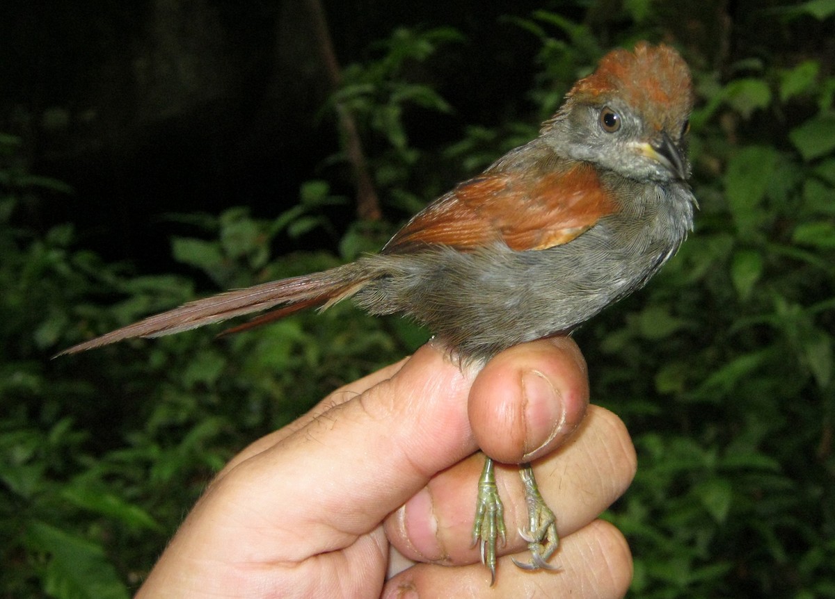 McConnell's Spinetail - ML266505611