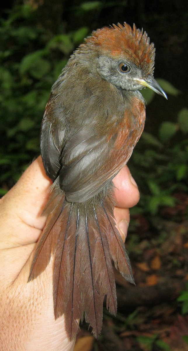 McConnell's Spinetail - ML266505631