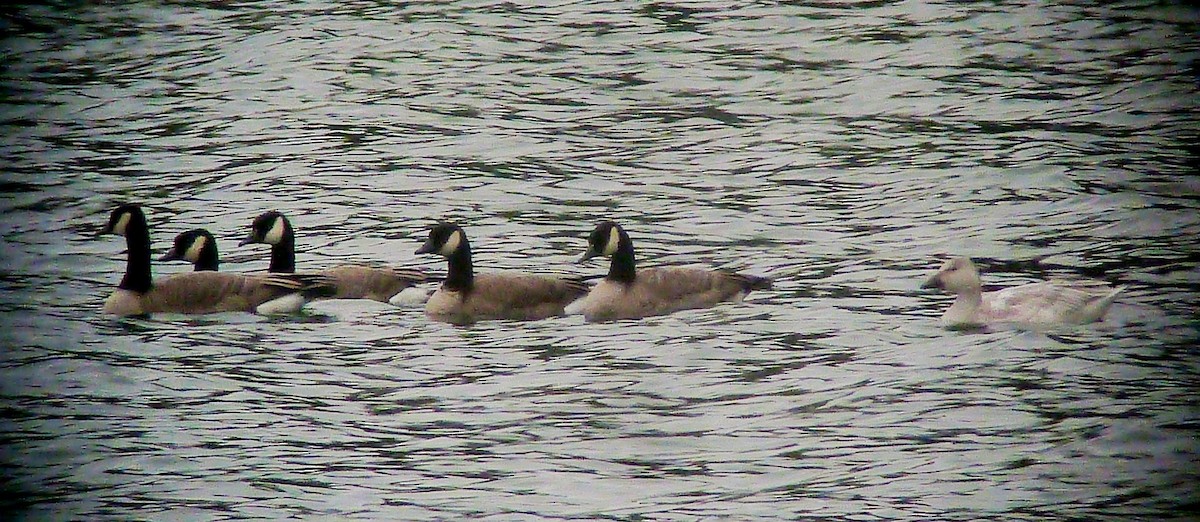 Canada Goose (canadensis Group) - ML26650701