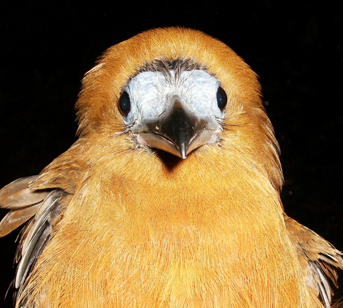 Capuchinbird - sylvain Uriot