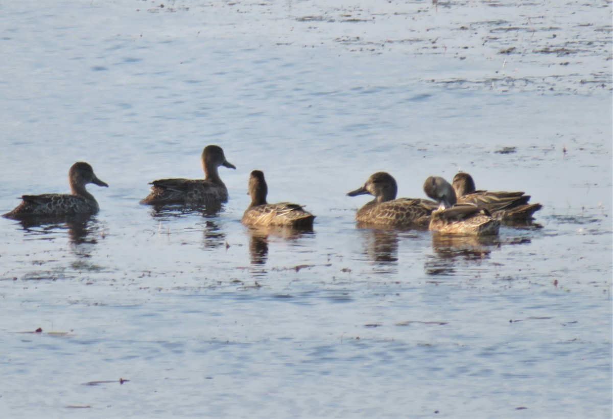 Blue-winged Teal - ML266515961
