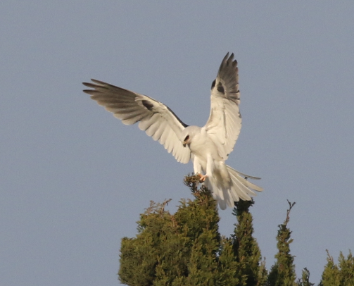 White-tailed Kite - ML26651621