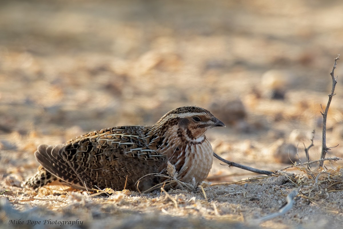 Common Quail - Mike Pope