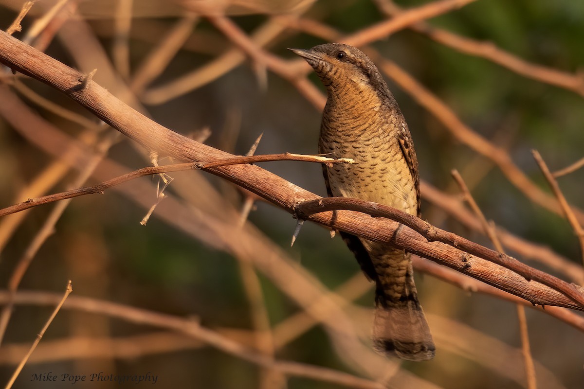 Eurasian Wryneck - Mike Pope