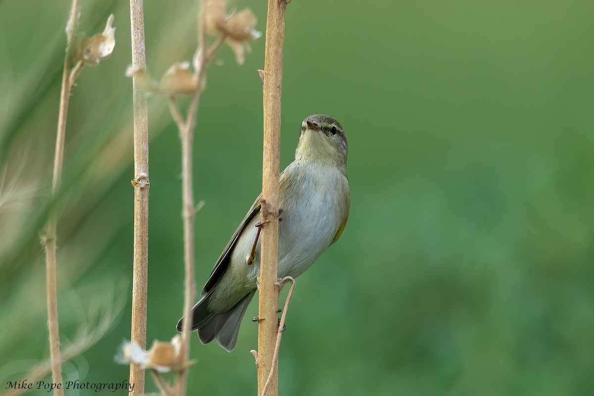 Willow Warbler - Mike Pope