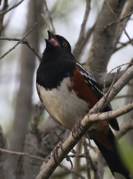 Spotted Towhee - C. Jackson