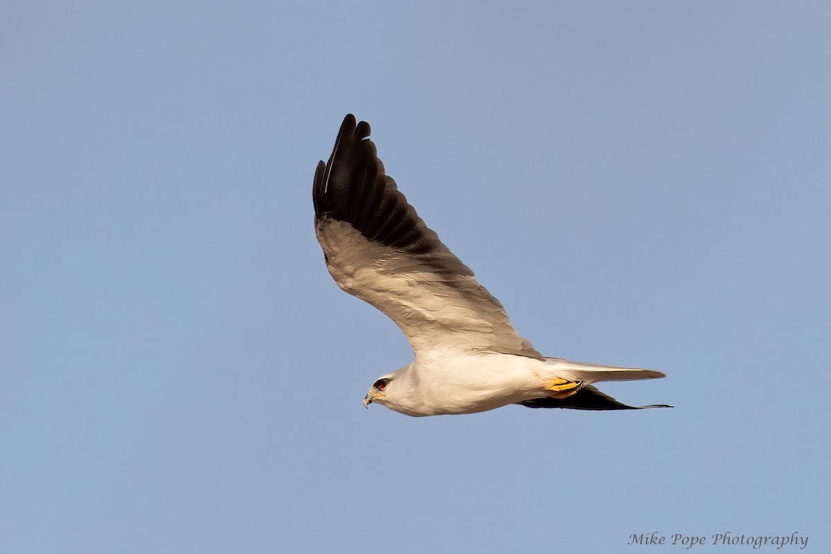 Black-winged Kite (Asian) - Mike Pope