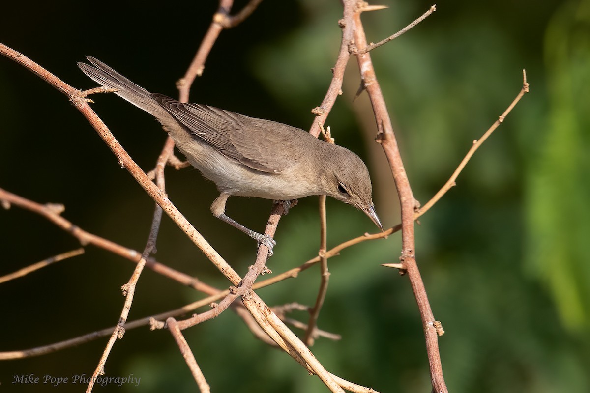 Eastern Olivaceous Warbler - Mike Pope