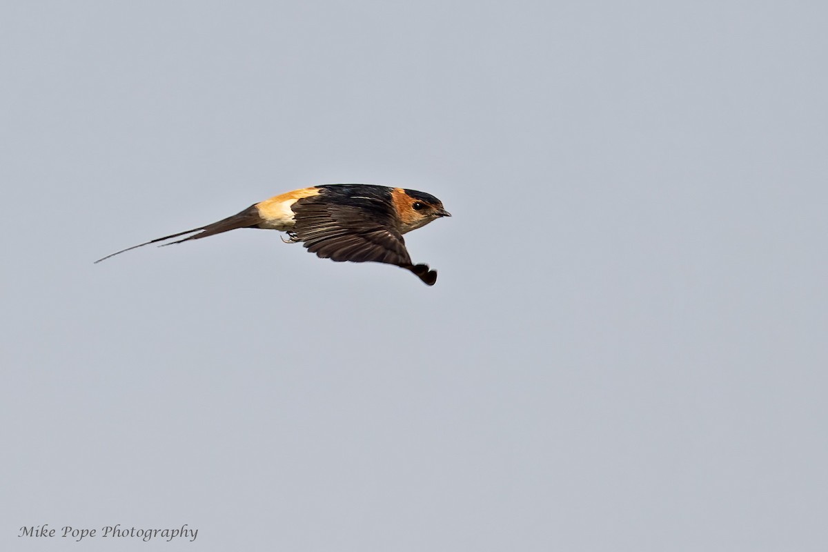 Red-rumped Swallow - ML266520981