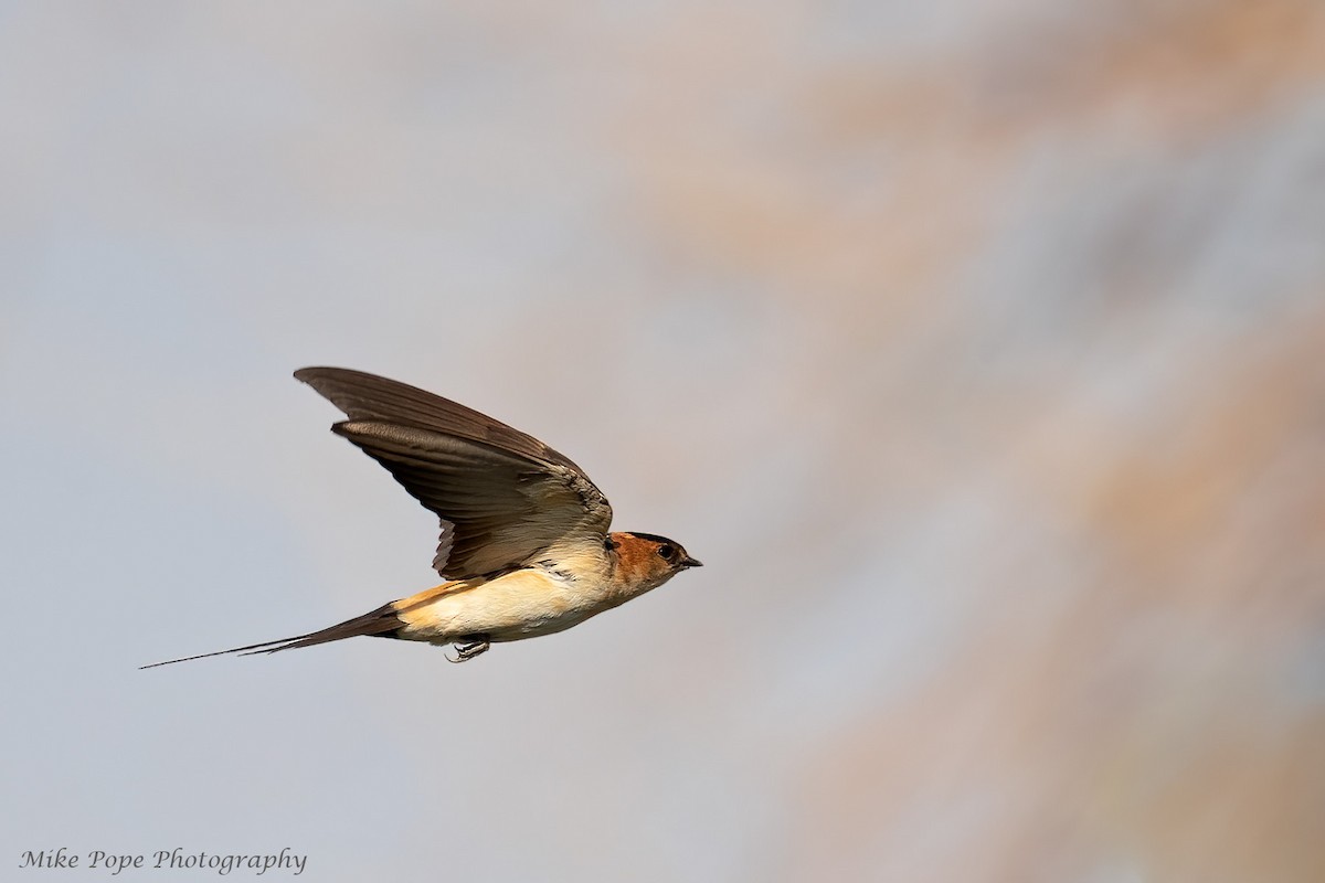 Red-rumped Swallow - Mike Pope