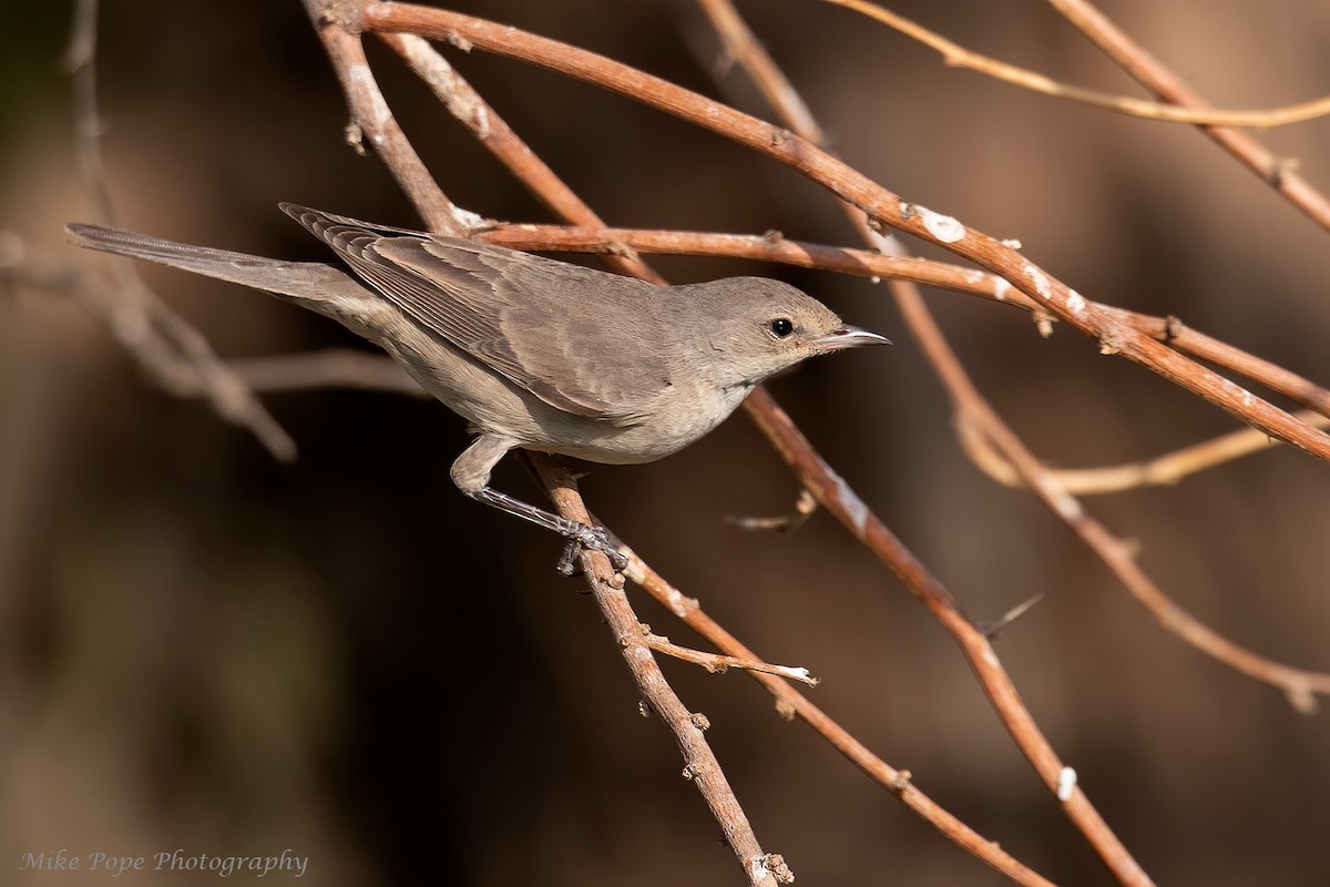 Barred Warbler - Mike Pope