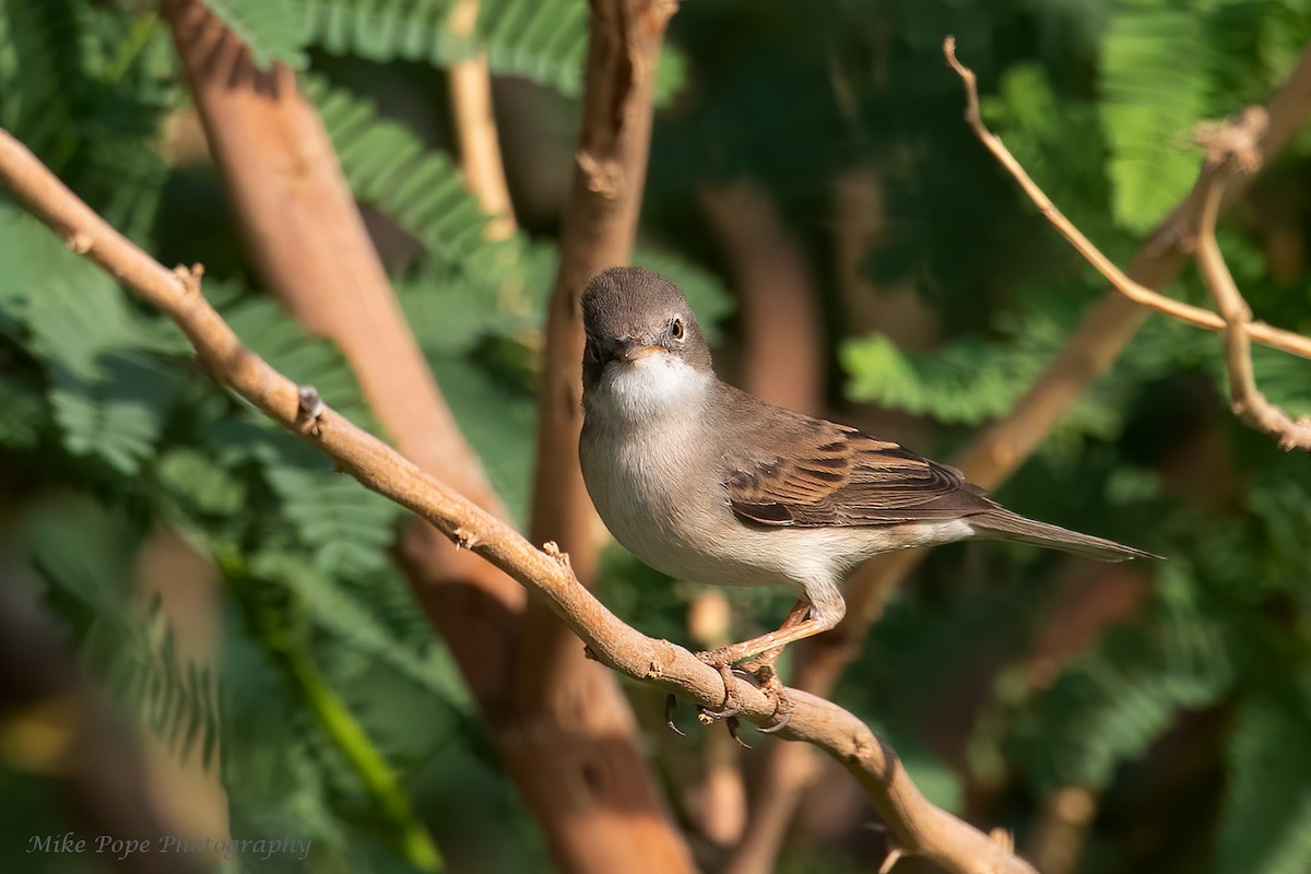 Greater Whitethroat - Mike Pope